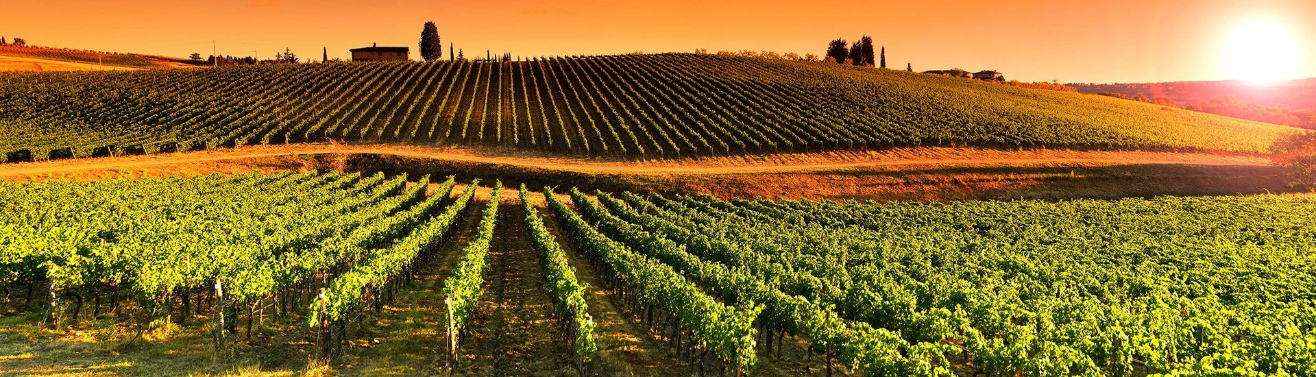 Delta Wines International slaat vleugels uit in België!